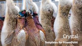  Presentation with animals - Amazing presentation design having wildlife management - excludes of caught animals backdrop and a violet colored foreground