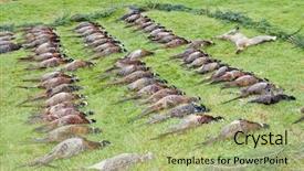  Presentation with animals - Beautiful slides featuring wildlife management - excludes of caught animals backdrop and a mint green colored foreground