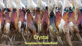  Presentation with management - Audience pleasing PPT theme consisting of wildlife management - excludes of caught pheasants backdrop and a tawny brown colored foreground