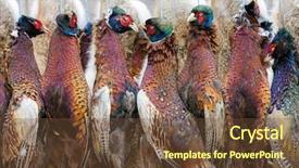  Presentation with freshly caught anchovy fishes engroulis - Slide deck featuring wildlife management - excludes of caught pheasants background and a tawny brown colored foreground