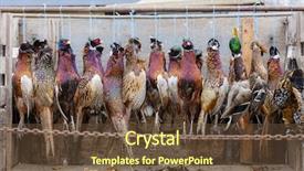  Presentation with freshly caught anchovy fishes engroulis - Cool new slide deck with wildlife management - excludes of caught pheasants backdrop and a tawny brown colored foreground