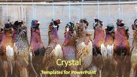  Presentation with freshly caught anchovy fishes engroulis - Presentation theme consisting of wildlife management - excludes of caught pheasants background and a tawny brown colored foreground