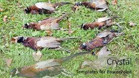  Presentation with freshly caught anchovy fishes engroulis - Slides consisting of wildlife management - excludes of caught pheasants background and a seafoam green colored foreground