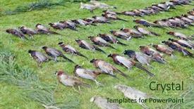  Presentation with freshly caught anchovy fishes engroulis - Audience pleasing theme consisting of wildlife management - excludes of caught pheasants backdrop and a seafoam green colored foreground