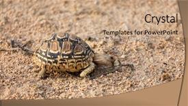  Presentation with tortoise - Theme having wildlife management - leopard tortoise manages to find background and a coral colored foreground