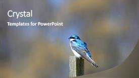  Presentation with swallow - Colorful slide deck enhanced with wildlife management - one beautiful tree swallow bird backdrop and a  colored foreground
