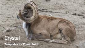  Presentation with rock climbing to top of mountain - Cool new slides with wildlife management - rocky mountain bighorn sheep full backdrop and a gray colored foreground