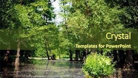  Presentation with swamp - PPT layouts featuring wildlife management - swamp background and a  colored foreground