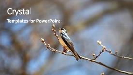  Presentation with swallow - Slides having wildlife management - tree swallow bird background and a  colored foreground