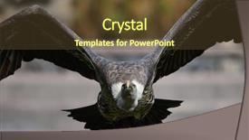  Presentation with flight - Cool new slides with wildlife management - white-backed vulture gyps africanus backdrop and a tawny brown colored foreground