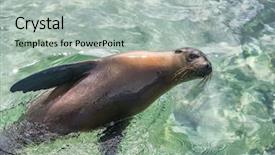  Presentation with animals nature - PPT theme enhanced with galapagos islands animals and wildlife background and a light gray colored foreground