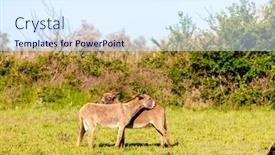  Presentation with wildlife - Slide set having wildlife-of-camargue-in-provence background and a sky blue colored foreground
