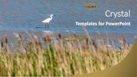  Presentation with wildlife - Presentation design featuring wildlife-of-camargue-provence-france background and a seafoam green colored foreground
