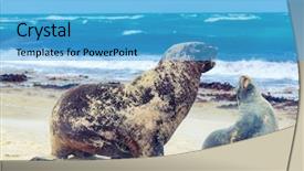  Presentation with lions - Colorful presentation design enhanced with wildlife photo of a new zealand sea lions backdrop and a teal colored foreground