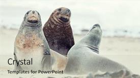  Presentation with lions - Beautiful slide deck featuring australasia - wildlife photo of a new backdrop and a soft green colored foreground