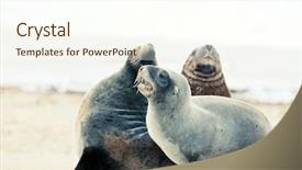  Presentation with lions - Slide set featuring wildlife photo of a new zealand sea lions background and a cream colored foreground