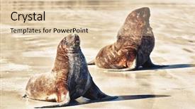  Presentation with lions - Beautiful slide deck featuring wildlife photo of a new zealand sea lions backdrop and a lemonade colored foreground
