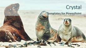  Presentation with lions - Presentation theme enhanced with wildlife photo of a new zealand sea lions background and a sky blue colored foreground