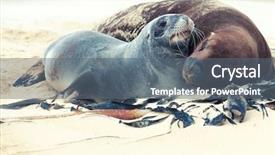  Presentation with lions - Audience pleasing presentation theme consisting of wildlife photo of a new zealand sea lions backdrop and a gray colored foreground