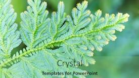  Presentation with fern - PPT theme with willdenowii-selaginella-blue-tropical-fern background and a seafoam green colored foreground