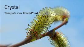  Presentation with willow tree - Colorful PPT theme enhanced with willow blossom branch backdrop and a  colored foreground