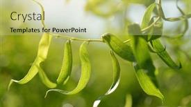  Presentation with green nature - PPT theme enhanced with willow-branch-salix-matsudana-tortuosa background and a yellow colored foreground
