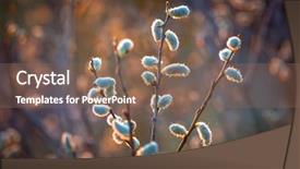  Presentation with branch - Cool new PPT layouts with willow branch with fluffy buds backdrop and a violet colored foreground
