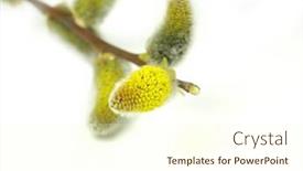  Presentation with 3d white - Theme consisting of willow-catkins-on-white-background background and a cream colored foreground