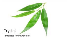  Presentation with pattern - PPT layouts having willow leaf isolated on white background and a  colored foreground