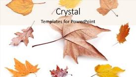  Presentation with fall leaves border white - PPT layouts consisting of willow pattern - collection of autumn leaves isolated background and a lemonade colored foreground