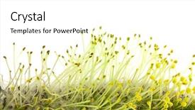  Presentation with pollen - Audience pleasing theme consisting of willow pollen isolated on white backdrop and a  colored foreground