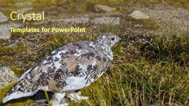 Presentation with tundra - Slide deck having willow-ptarmigan-lagopus-lagopus-moulting background and a  colored foreground