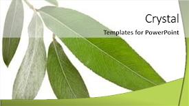  Presentation with willow tree - Theme enhanced with willow silver weeping tree leaves background and a white colored foreground