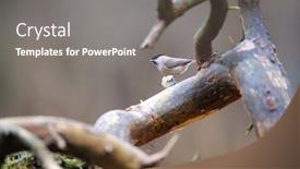  Presentation with branch - Slide deck enhanced with willow-tit-on-branch background and a gray colored foreground