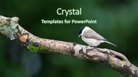  Presentation with willow tree - Slides having willow tit on tree background and a tawny brown colored foreground