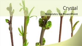  Presentation with collections - Colorful slides enhanced with willow tree - collections of spring branches backdrop and a soft green colored foreground