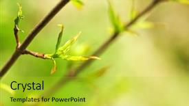  Presentation with willow tree - Colorful presentation theme enhanced with willow tree - green spring leaves budding new backdrop and a  colored foreground