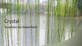  Presentation with willow tree - Slide deck enhanced with willow tree - osier agaist water background and a light gray colored foreground