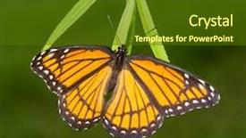  Presentation with willow tree - Audience pleasing presentation theme consisting of willow tree leaves in fall backdrop and a tawny brown colored foreground