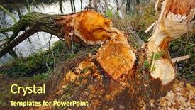  Presentation with europe bank - PPT theme with willowtree taken down by beaver background and a tawny brown colored foreground