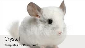  Presentation with woodrow wilson - Cool new presentation theme with wilson chinchilla 12 months old backdrop and a  colored foreground