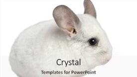  Presentation with woodrow wilson - Slides consisting of wilson chinchilla 12 months old background and a  colored foreground