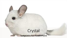  Presentation with old - Presentation having wilson chinchilla 12 months old background and a  colored foreground