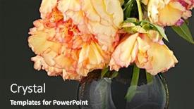  Presentation with pink - Colorful slides enhanced with wilted-pink-laced-yellow-peonies backdrop and a dark gray colored foreground