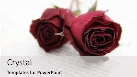  Presentation with war roses tudor rose - Amazing PPT theme having wilted roses on a book backdrop and a  colored foreground