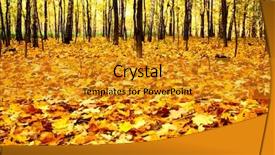  Presentation with dead leaves - Theme having wilth yellow dead maple leaves background and a gold colored foreground