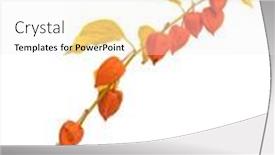  Presentation with lantern chinese - Presentation enhanced with wilting-physalis-alkegengi-or-chinese background and a white colored foreground