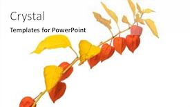  Presentation with lantern chinese - Amazing presentation theme having wilting-physalis-alkegengi-or-chinese backdrop and a white colored foreground