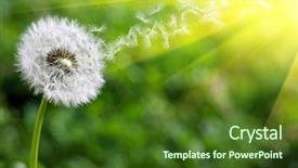  Presentation with filtered sunlight path - Colorful slide deck enhanced with wind blowing - dandelion seeds flying in warm backdrop and a tawny brown colored foreground