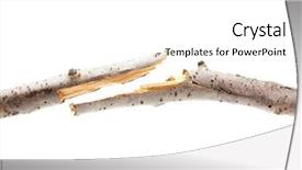  Presentation with branch - Cool new PPT theme with wind fire - broken or snapped piece backdrop and a white colored foreground